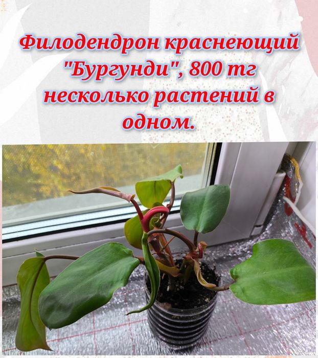 Филодендроны, эпипремнум, кринум