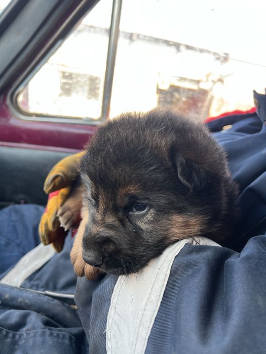 немецкий овчарка чистокровный