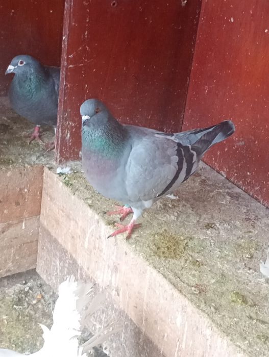 De vânzare porumbei de ornament