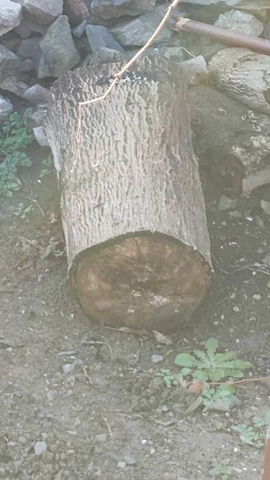 Дънер от орех на трупи