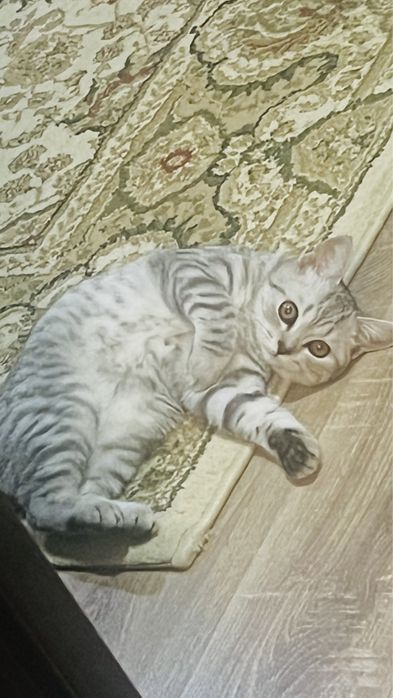 Шотландец кот, ласковый