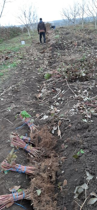 Zmeur , Polka si Glen Ample