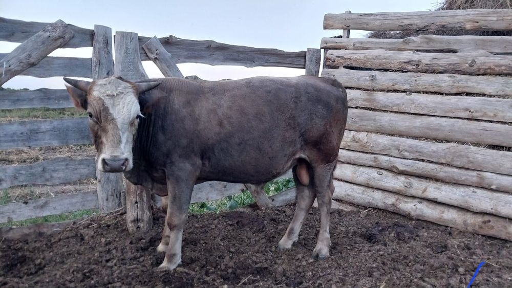 Продам 3 быков 1.5 года