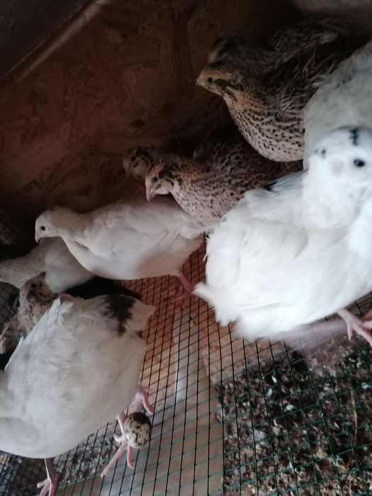 Vând prepelițe polare tinere