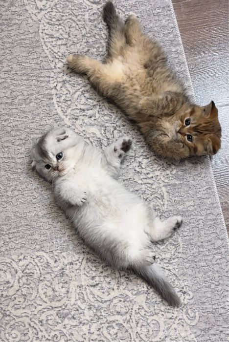 Мushukchalar sotiladi