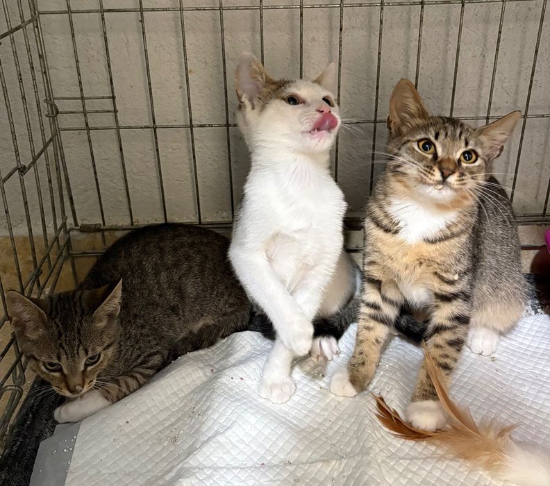 Pui de 2-3 luni pentru adoptie