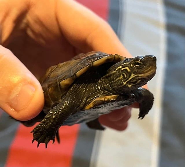 Продаю трёхкилевую черепаху