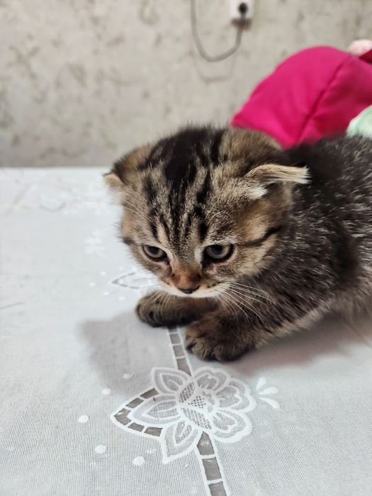 Продаётся: Кошка и Котята