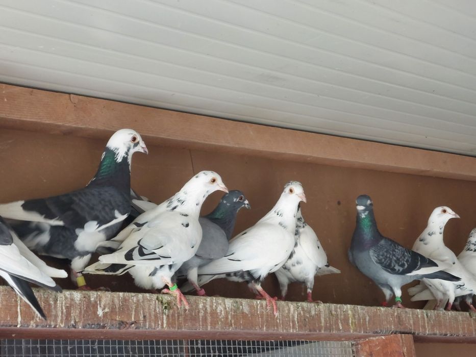 Porumbei  voiajori  pestriți și pagi