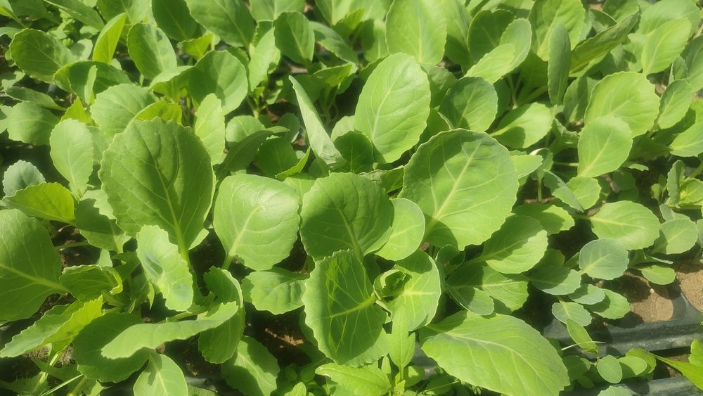 Рассада овощей и цветов