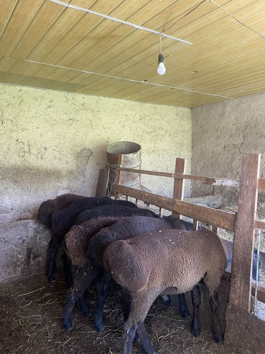 Продаются бараны