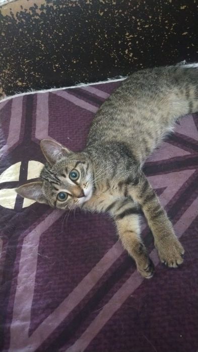 Отдам в добрые руки котенка