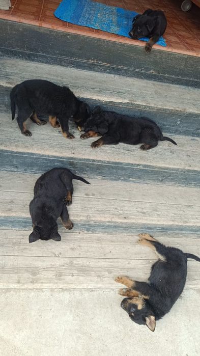 Щенки  (метисы).