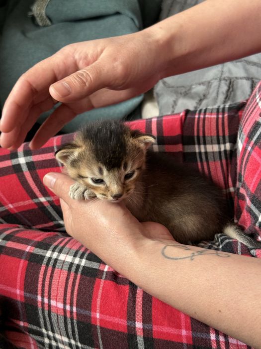 Продам Котят Чаузи f4