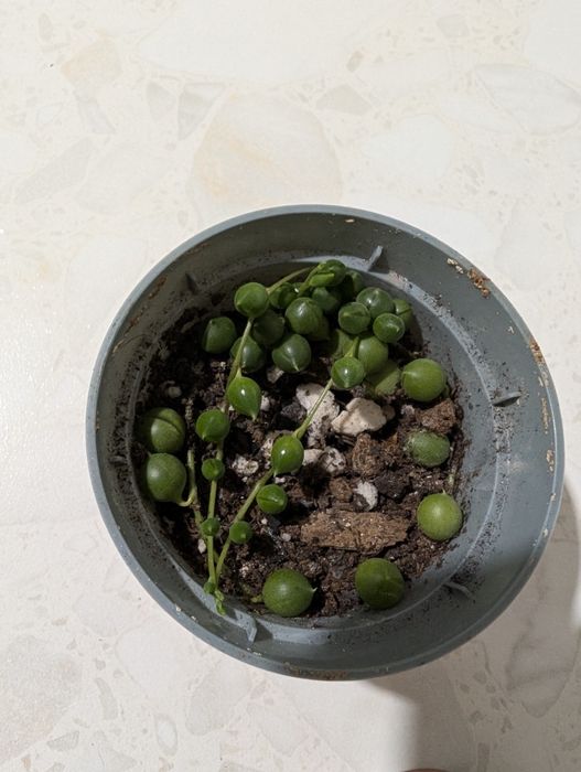 Крестовник Роули