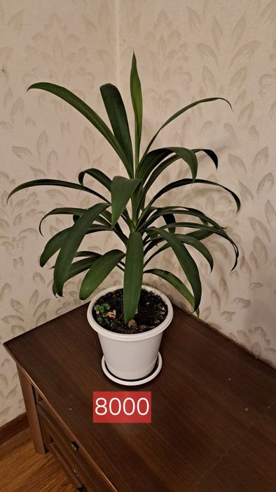 Комнатные  растения