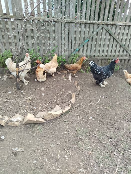 Продам кур брама