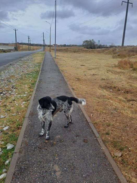 Тегін еркек машкі