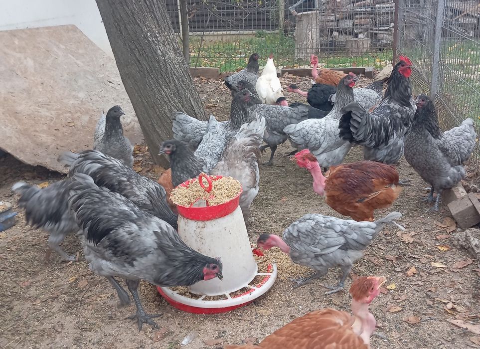 Gaini australorp