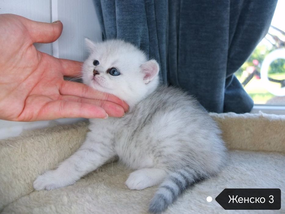 Британско коте сребърна чинчила