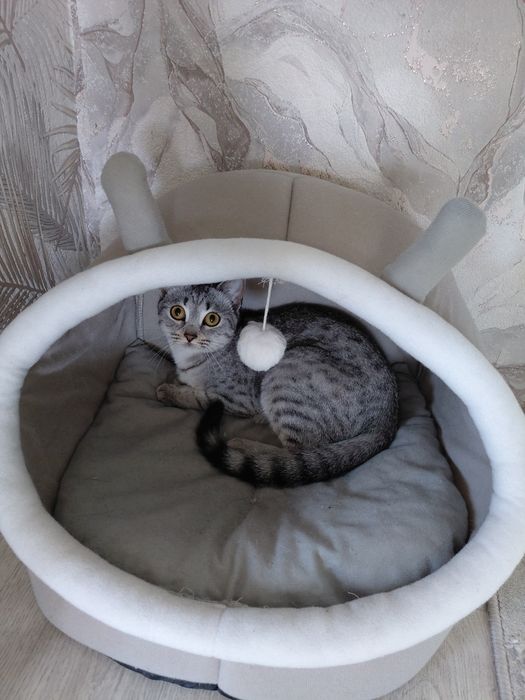 Продам кошку британка
