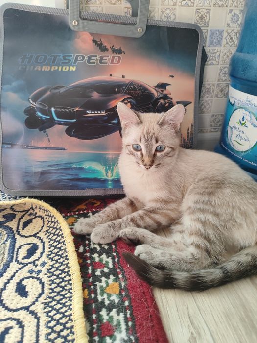 Продам котика (мальчик)