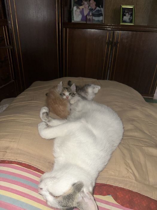 котята в хорошие руки