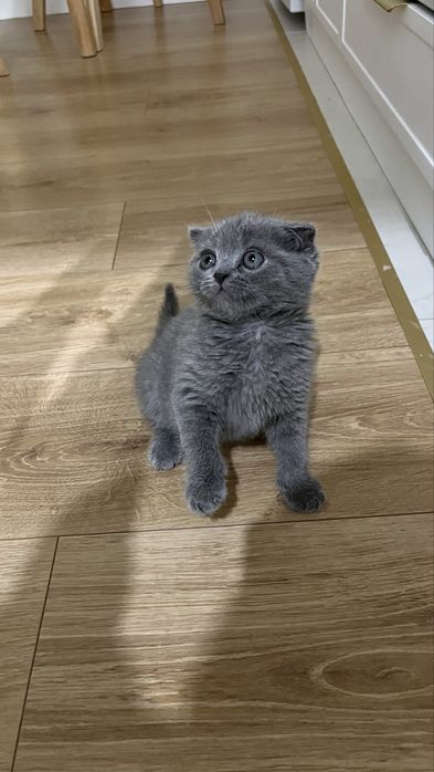 котик 3-4 месяца