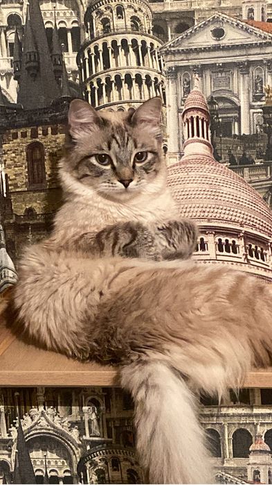 Кот в добрые руки