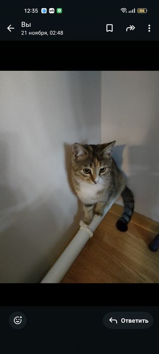 Кошечка в добрые руки