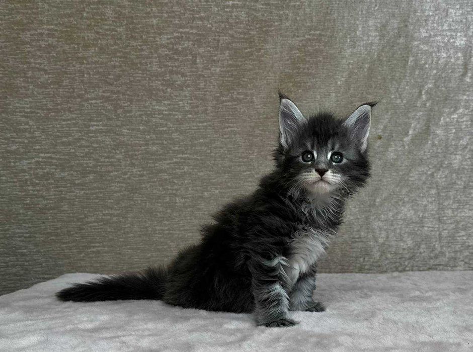 Продаются котята породы мейнкун