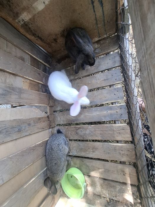Кролики домашние