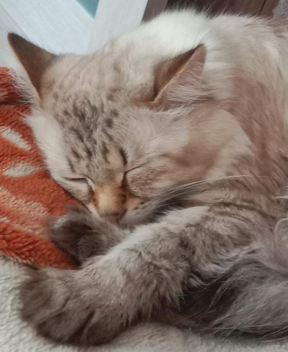 Отдам в добрые руки