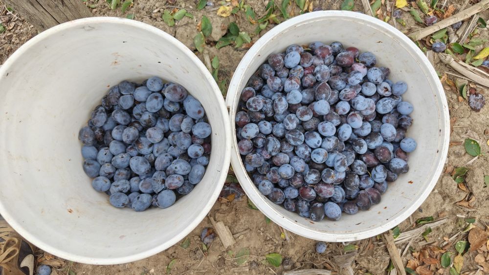Prune , Vedea- Argeș