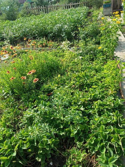 Дача С/о Алтайский энергетик