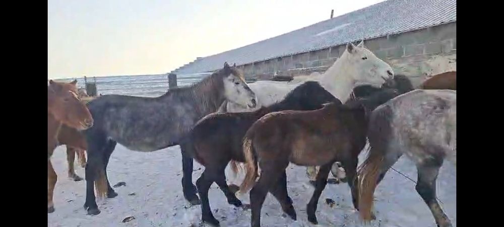 Лошади 32 головы