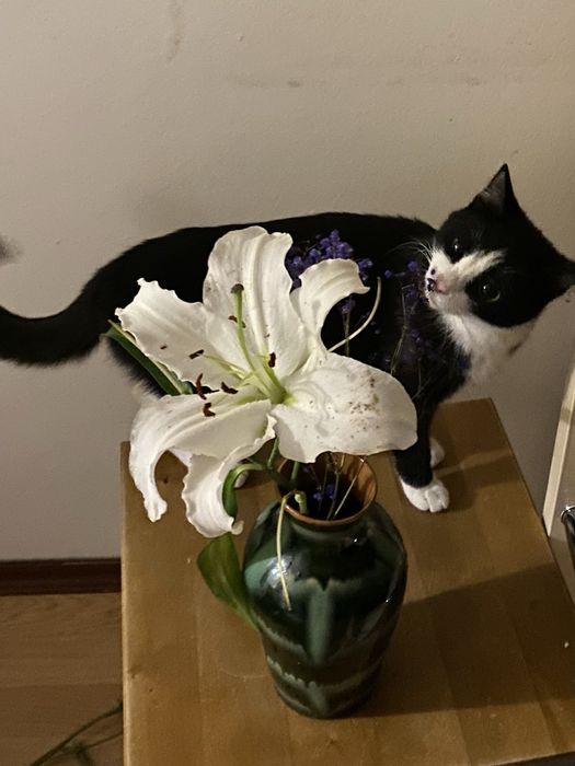 Пропала кошка 1.5 годик