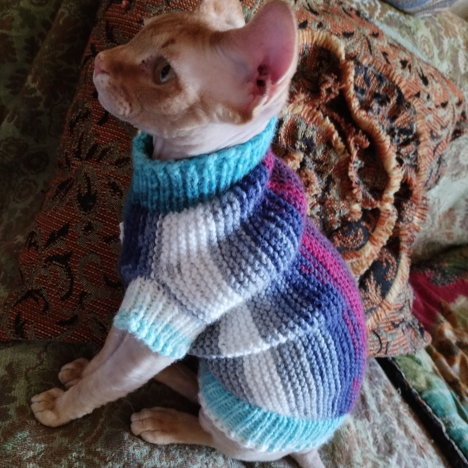 Вязаная одежда для кошек - peterbald-odessa
