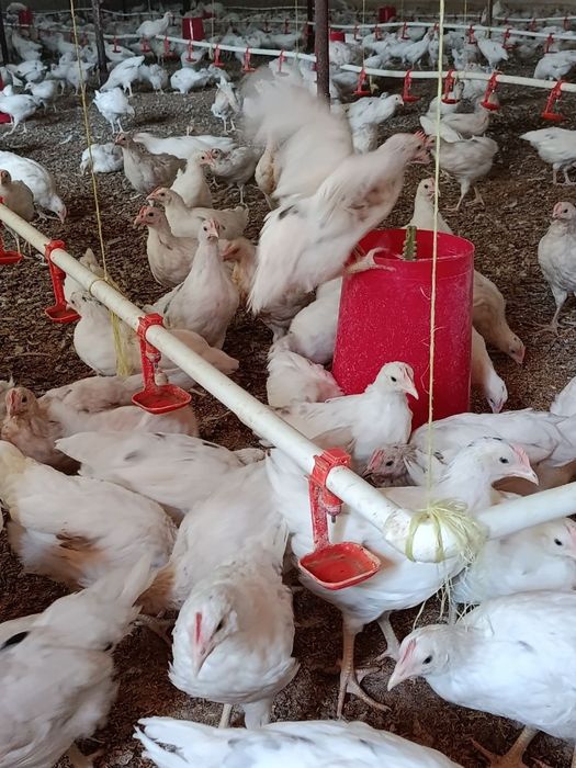 Uch oyli makyon loman sendi nesushka jo'jalar sotiladi. Dostavka tekin