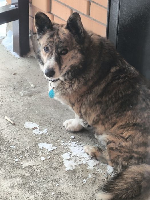 Продам сабаку кори