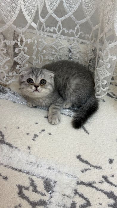 Продаётся котята