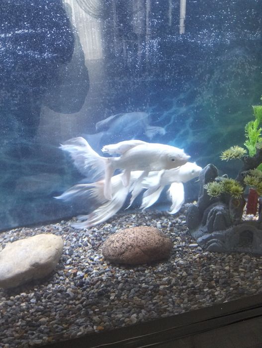 Продам рыбок для аквариума