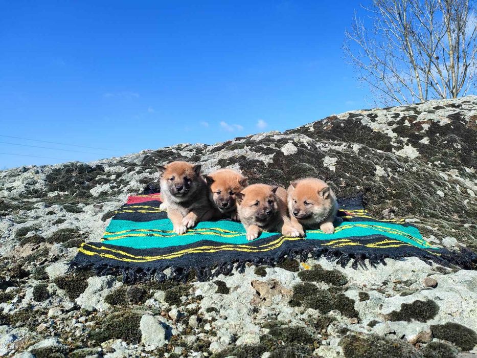 Продавам кученца Шиба Ину