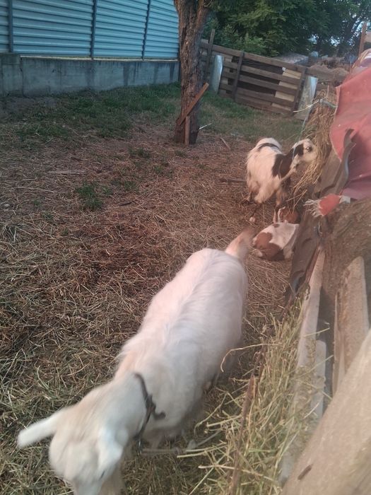 Vând miei și iezi și 2 capre mature