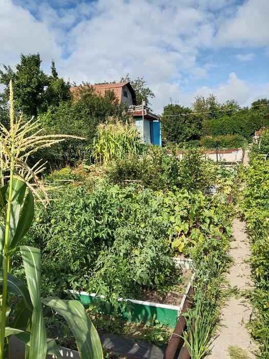 Продам дачу в обществе природа