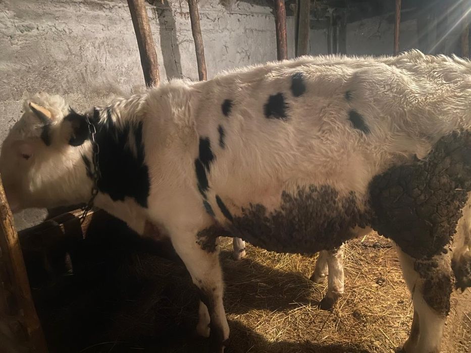 Бык голштинской породы