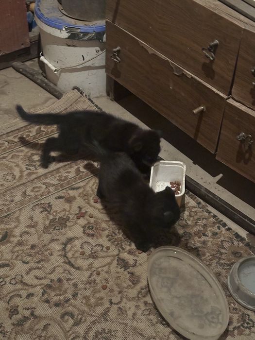 Котята вислоухие девочки