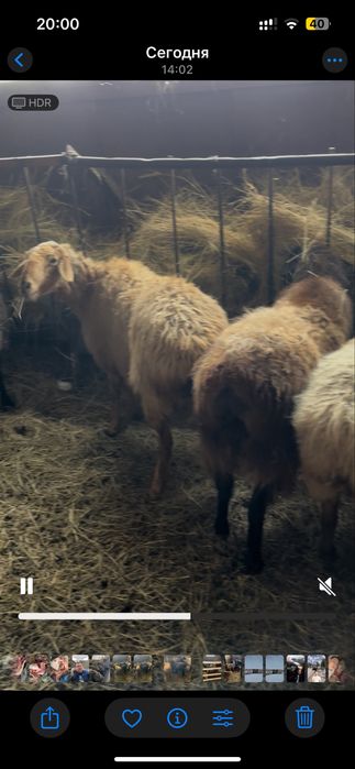 Бараны с ягнятами.