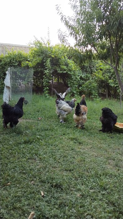 Brama tovuqlar sotiladi