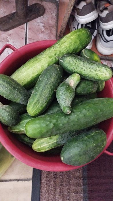 Продажа домашних овощей